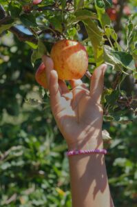 apple, picking, fruit