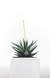 plant, succulent, isolated