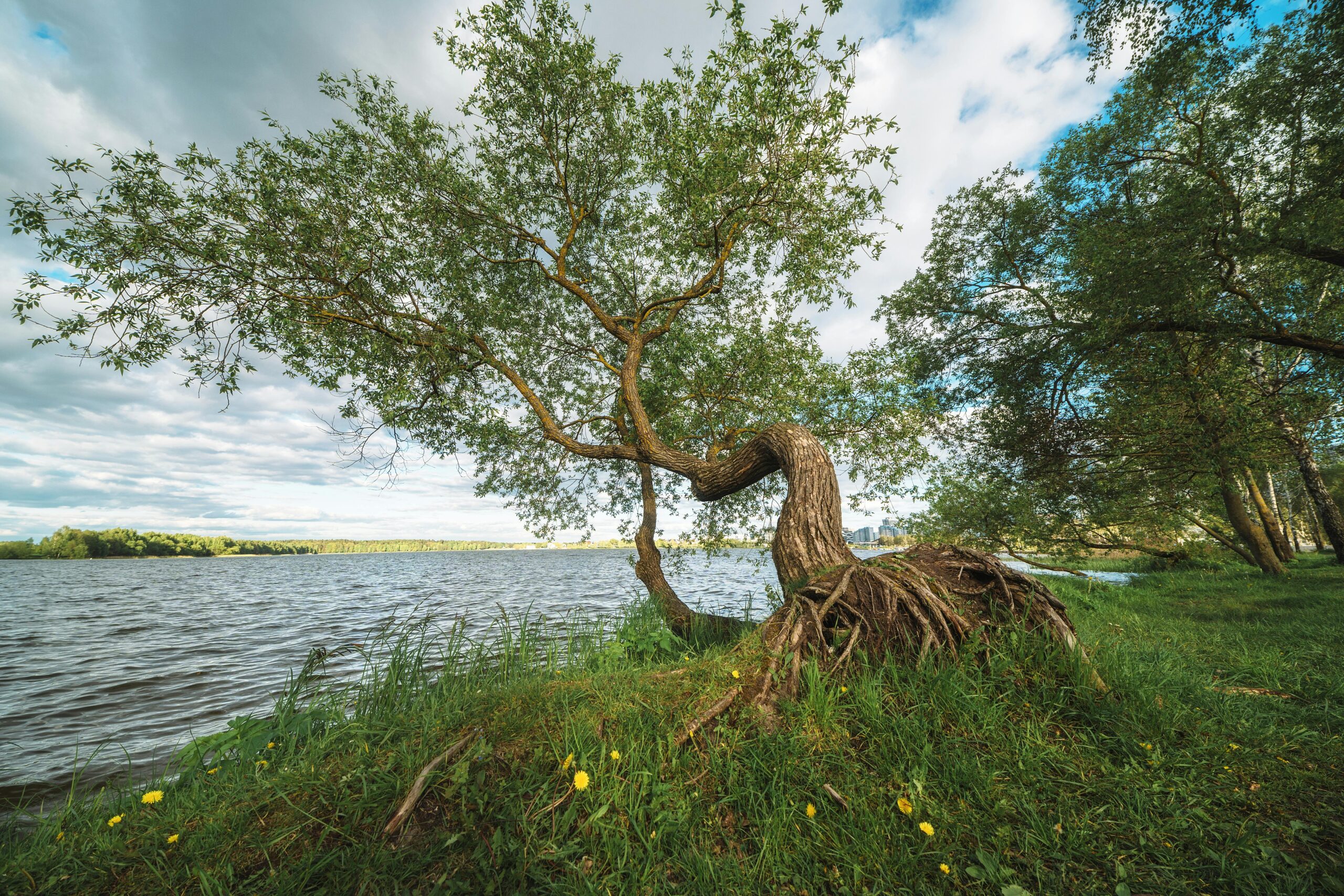 Crooked Trees Growing over River